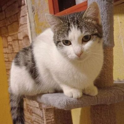 Sensible Katze Yuna braucht dringend ein Zuhause, EKH - Katze