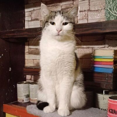 Sensible Katze Yuna braucht dringend ein Zuhause, EKH - Katze