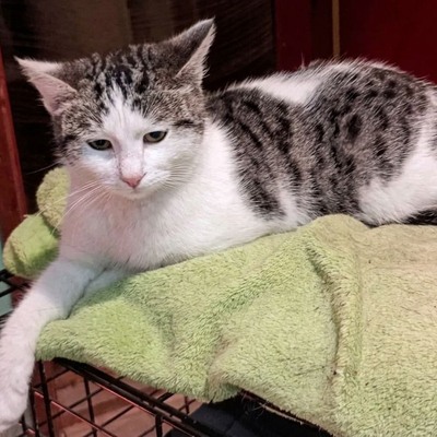 Sensible Katze Yuna braucht dringend ein Zuhause, EKH - Katze