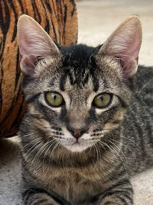 Sete (geb. April 26), EKH - Kater