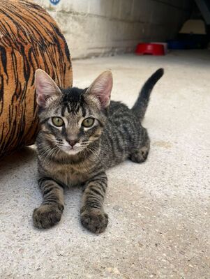 Sete (geb. April 26), EKH - Kater