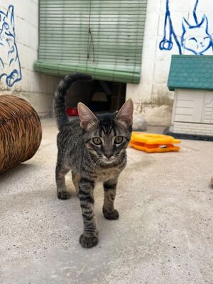Sete (geb. April 26), EKH - Kater