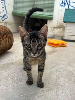 Sete (geb. April 26), EKH - Kater
