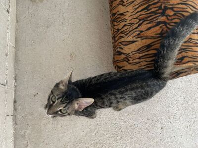 Sete (geb. April 26), EKH - Kater