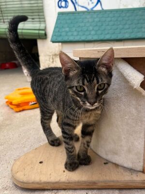 Sete (geb. April 26), EKH - Kater