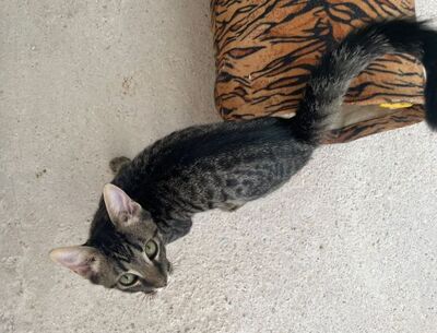 Sete (geb. April 26), EKH - Kater