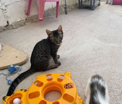 Sete (geb. April 26), EKH - Kater