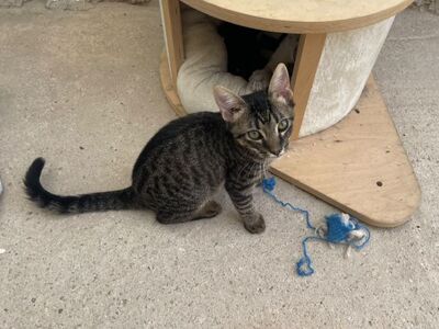 Sete (geb. April 26), EKH - Kater