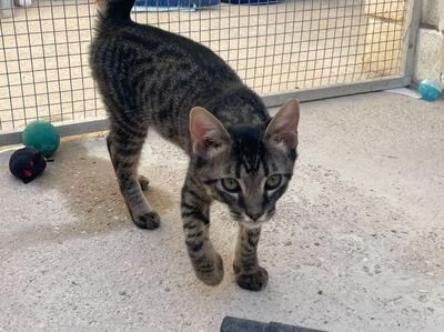 Sete (geb. April 26), EKH - Kater