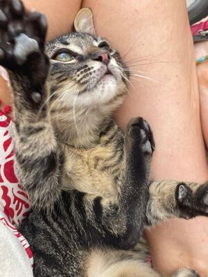 Sete (geb. April 26), EKH - Kater
