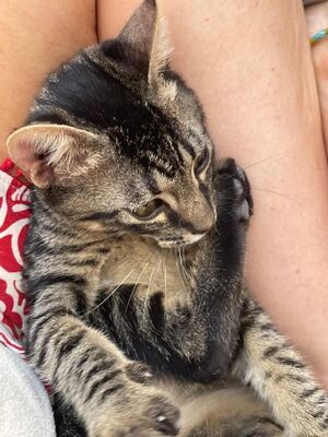 Sete (geb. April 26), EKH - Kater