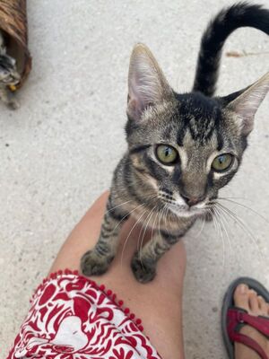 Sete (geb. April 26), EKH - Kater