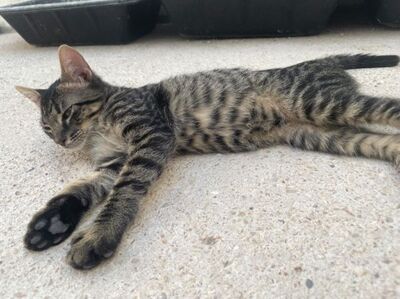 Sete (geb. April 26), EKH - Kater