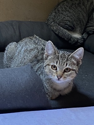 Shady (w), Grey (m), Söckchen (m) sowie ihre etwa 1jährige Mutter, 3 Kätzchen suchen ein Zuhause Jungtier - Kater
