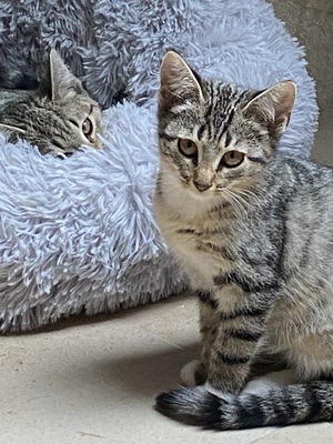 Shady (w), Grey (m), Söckchen (m) sowie ihre etwa 1jährige Mutter, 3 Kätzchen suchen ein Zuhause Jungtier - Kater