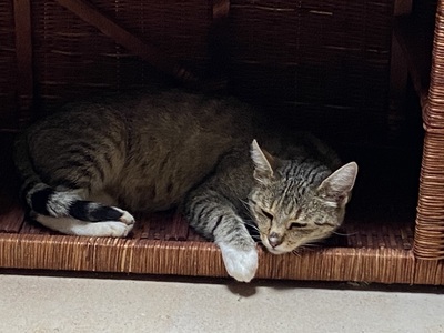 Shady (w), Grey (m), Söckchen (m) sowie ihre etwa 1jährige Mutter, 3 Kätzchen suchen ein Zuhause Jungtier - Kater