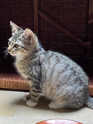 Shady (w), Grey (m), Söckchen (m) sowie ihre etwa 1jährige Mutter, 3 Kätzchen suchen ein Zuhause Jungtier - Kater