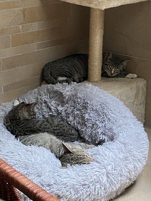 Shady (w), Grey (m), Söckchen (m) sowie ihre etwa 1jährige Mutter, 3 Kätzchen suchen ein Zuhause Jungtier - Kater