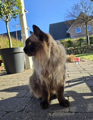 Shani - einäugiger Kuschel-Pirat, Birma-Mix - Kater