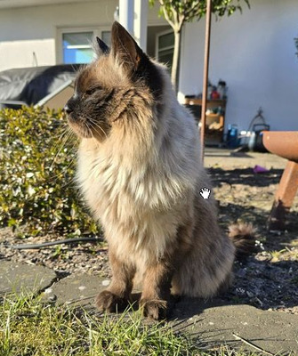 Shani - einäugiger Kuschel-Pirat, Birma-Mix - Kater