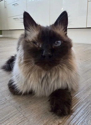 Shani - einäugiger Kuschel-Pirat, Birma-Mix - Kater