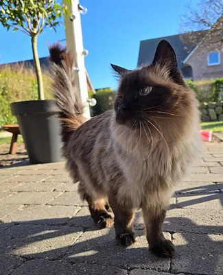 Shani - einäugiger Kuschel-Pirat, Birma-Mix - Kater