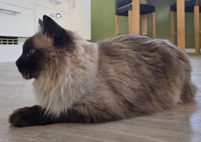 Shani - einäugiger Kuschel-Pirat, Birma-Mix - Kater