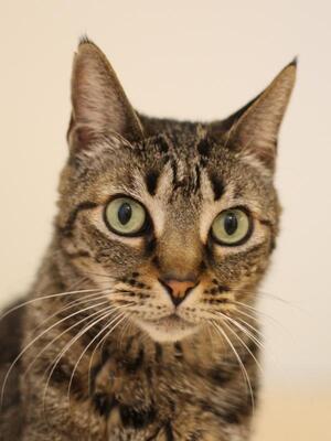 Shanti, Pflegestelle in 85748 Garching - Katze