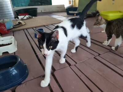 Sharif - Wundervoller Kater, ca. 4 Monate, Mischling Jungtier - Kater