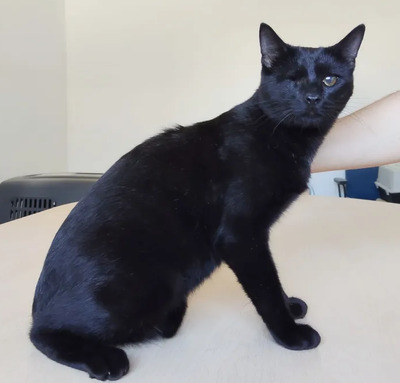 Sheldon und Amy: unzertrennliche Geschwister, EKH - Kater