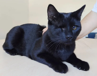 Sheldon und Amy: unzertrennliche Geschwister, EKH - Kater