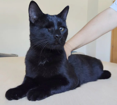 Sheldon und Amy: unzertrennliche Geschwister, EKH - Kater