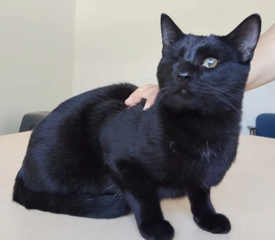 Sheldon und Amy: unzertrennliche Geschwister, EKH - Kater