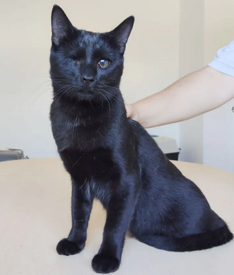 Sheldon und Amy: unzertrennliche Geschwister, EKH - Kater