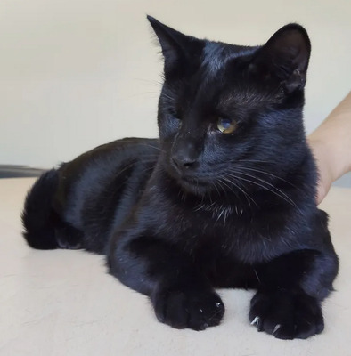 Sheldon und Amy: unzertrennliche Geschwister, EKH - Kater