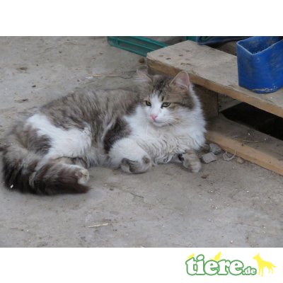 Shylo Kater geb.05/2019 - Kater