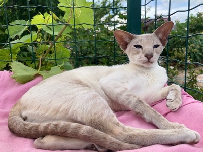 Siam Dame mit Papiere vom Züchter, SIAM /BKH/EKH Jungtier - Katze