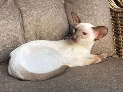 Siam Junge mit Papiere abgabebereit