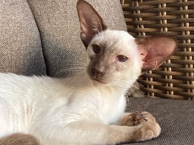 Siam Junge mit Papiere abgabebereit, Siam Jungtier - Kater