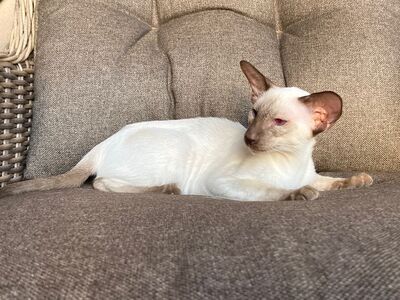 Siam Junge mit Papiere abgabebereit, Siam Jungtier - Kater