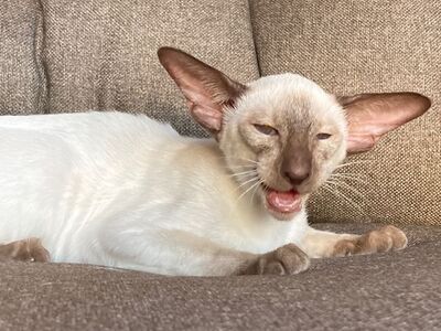 Siam Junge mit Papiere abgabebereit, Siam Jungtier - Kater