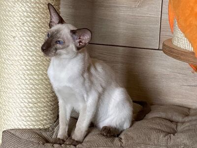 Siam Junge mit Papiere abgabebereit, Siam Jungtier - Kater