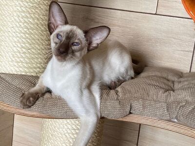 Siam Junge mit Papiere abgabebereit, Siam Jungtier - Kater