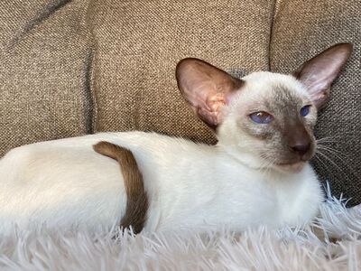 Siam Junge mit Papiere abgabebereit, Siam Jungtier - Kater