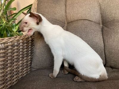 Siam Junge mit Papiere abgabebereit, Siam Jungtier - Kater