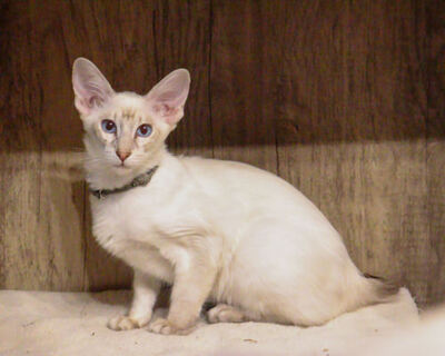 Siam Jungtier - Katze