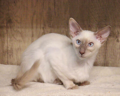 Siam Jungtier - Katze