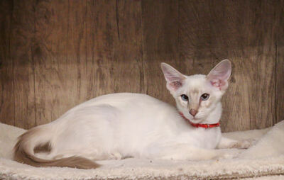 Siam Jungtier - Katze