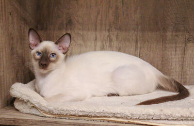 Siam Jungtier - Katze