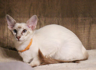 Siam Jungtier - Katze